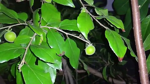 frutíferas produzindo em vaso fazemos trocas de mudas e estamos enviando para todo o Brasil