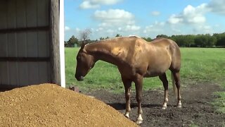 Putting Down DG (Decomposed Granite) For Horse Footing & High Traffic Area - Part One