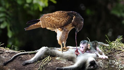 The Brutal Hawk Rips Wild Animals - Summary Of Hawk's Most Terrifying Attacks With Wild Animals