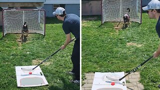 Most Canadian Dog Ever Is An Incredible Goalie
