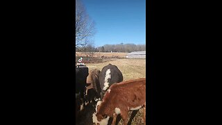 Happy cows