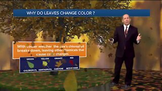 Why Do Leaves Change Color?