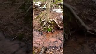 A knocked over tree bridge