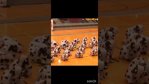 Adorable Students Show off their Moo-ves in a Black Cow Dance!
