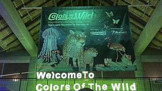 Colors of the Wild at the Jacksonville Zoo