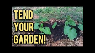 You MUST Tend Your Garden! - Ann's Tiny Life and Homestead