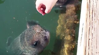 Feeding Puffer Fish In Hawaii