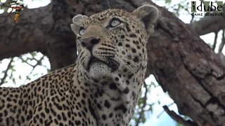 Magnificent Male Leopard