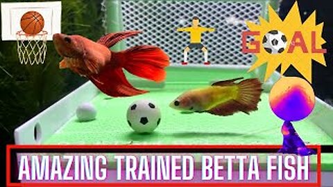 Betta Fish High Jump and playing soccer and basketball @bethanythebetta | Falcon Aquarium Services