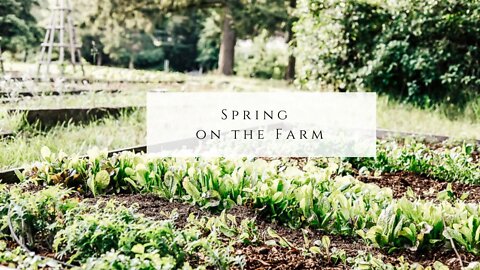 Springtime on the Farm - Garden, Rabbits, Bees, Updates