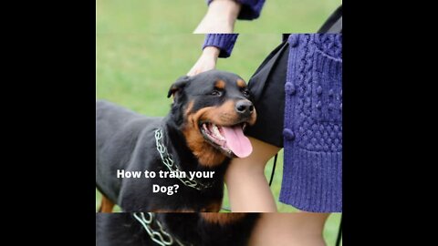 Basic Dog Training – TOP 10 Essential Commands Every Dog Should Know!