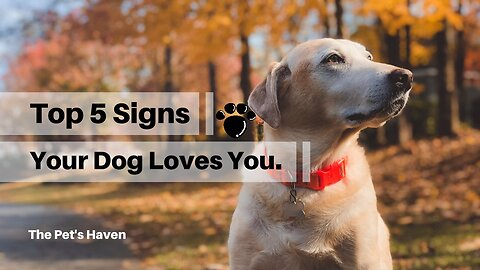 Top 5 Signs Your Dog loves You.