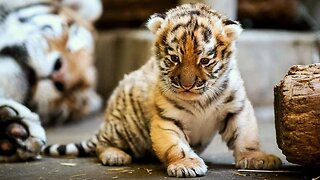 Most Funny and Cute Baby Tiger and Lion Videos