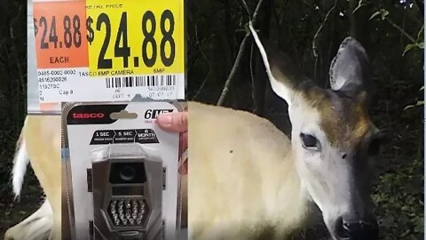 Best Budget Trail Camera - $25 - Setup with Video and Image Examples - Tasco Trail Camera