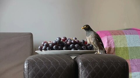 The secret Behind Birds' Funny Fruit Obsession! #funny