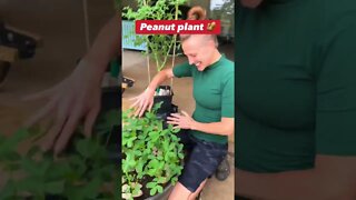 Jenny’s ALWAYS SUPER EXCITED TO SHOW ME what she’s GROWING! 🧑‍🌾🍉🥜🍠 #shorts #viral #tiktok