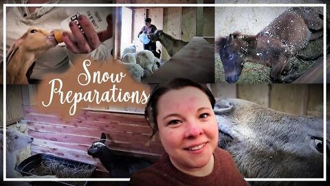 Preparing For Snow//Funny Sunny//Mini Horse//New Bottle Babies