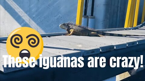I hunted iguanas with Python Cowboy!