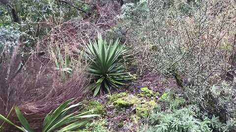 Dry display garden full of yuccas and agaves.