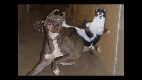 Cats vs dogs epic battle funny video part-2😂🤣