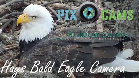 Pittsburgh Hays Bald Eagle Camera Live Stream - 3 FLEDGES!!!