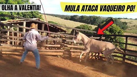 MULA XUCRA TENTA ATACAR VAQUEIRO PO - OLHA A VALENTIA