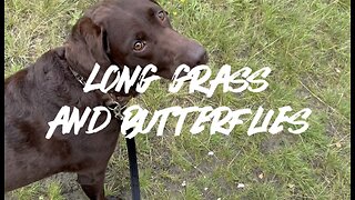 Long Grass And Butterflies