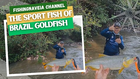 The King of Brazilian Rivers, Salminus Brasiliensis, THE GOLDEN FISH.