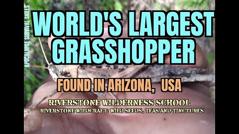 World's Largest Grasshopper