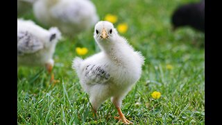 Raising roosters and hens in the backyard: care and essential tips