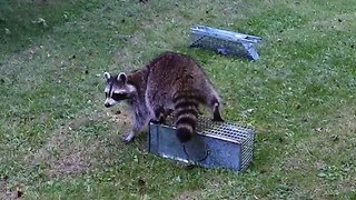 Greedy raccoon's comical attempt to steal peanuts from squirrel trap