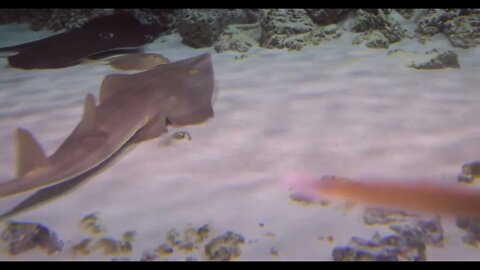 Stingrays under water. Stingrays are a group of sea rays, which are cartilaginous fish related to sh