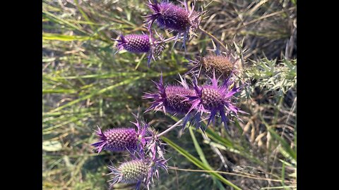 Thistles and a Bumblebee 4K (Random Shorts)