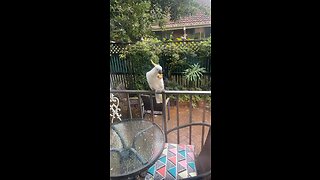 Bird eating a cracker