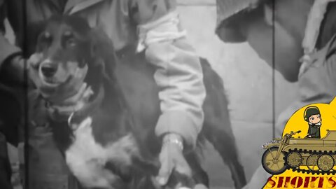 3rd Armored Division Medics help wounded puppy #shorts 54