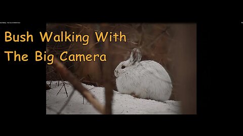 Bush Walking - Trail Cams & Wildlife Shoot