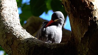 CatTV: Take your Cat to the San Diego Zoo: Inca Tern 2