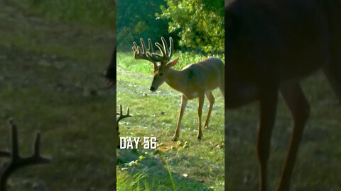 Whitetail Buck 90 Day Antler Progression! (Inventory Check)