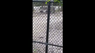 Plains Zebra At Naples Zoo