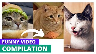 Try Not To Laugh Challenge - Funny Cat & Dog Vines compilation 2022