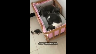 Funny Animal Videos 😂 Try Not To Laugh 🤣 Funniest Cats And Dogs Videos