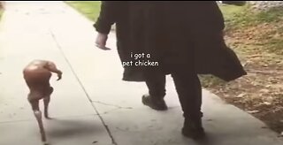 Ohio Chicken Reaction!!!