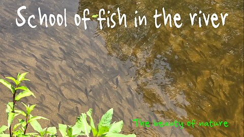 School of fish in the river / Many small fish in clear water.