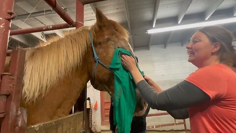 Neglected Belgian Draft Horse with eye injury starts his new life after being dumped at a kill pen.