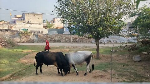 Bulls Fight | Nunia Gothara Jhunjhunu