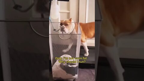 Dog: I’m Not Fat, Why Should I Run ?