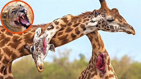 The Fierce Battle Between Giraffe With Lion Hunger To Fight For Life - The Harsh Life of Wild Animal