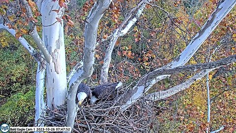 USS Bald Eagle Cam 1 10-26-23 @ 7:47:22 Irvin fly off to back hillside and back