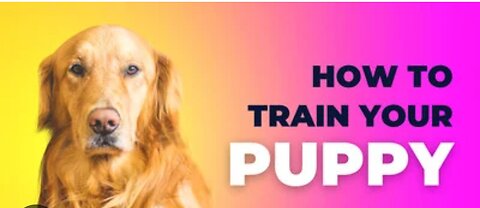 Basic Dog training - TOP 10 essential commands Every Dog Should Know!