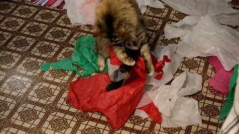 Leia Playing with a Sock in Tissue Paper